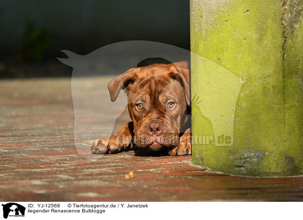 liegender Renascence Bulldogge / YJ-12568