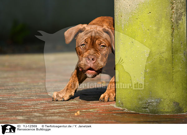Renascence Bulldogge / Renascence Bulldog / YJ-12569