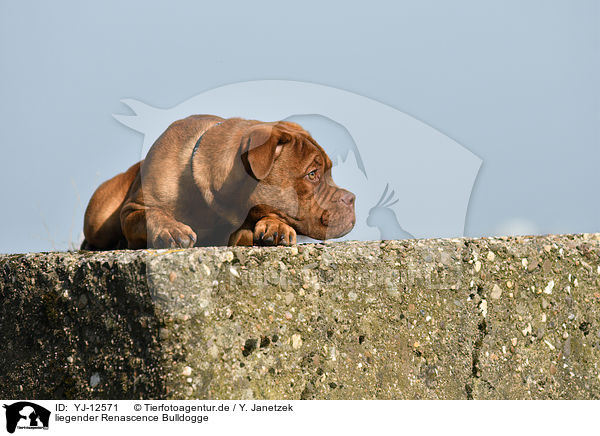 liegender Renascence Bulldogge / lying Renascence Bulldog / YJ-12571
