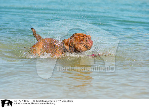 schwimmender Renascence Bulldog / YJ-14367