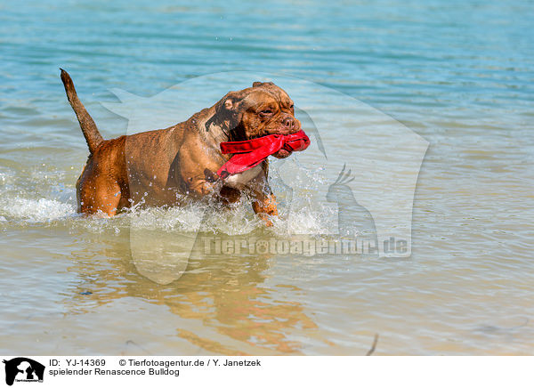spielender Renascence Bulldog / YJ-14369