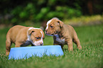 Renascence Bulldogge Welpen