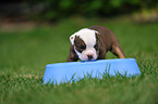 Renascence Bulldogge Welpe