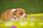 Renascence Bulldogge Welpe