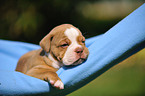 Renascence Bulldogge Welpe