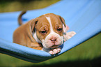 Renascence Bulldogge Welpe