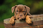 Renascence Bulldogge Welpe