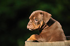 Renascence Bulldogge Welpe