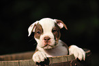 Renascence Bulldogge Welpe