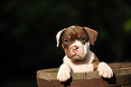 Renascence Bulldogge Welpe