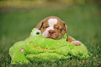 Renascence Bulldogge Welpe