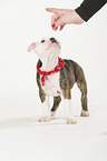 Renascence Bulldogge Welpe