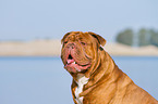 Renascence Bulldogge Portrait