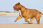 rennende Renascence Bulldogge