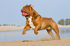 rennende Renascence Bulldogge