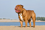 Renascence Bulldogge