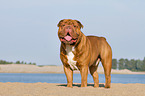 Renascence Bulldogge