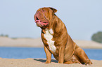 sitzende Renascence Bulldogge