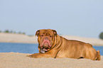 liegende Renascence Bulldogge