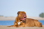 liegende Renascence Bulldogge