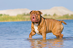 laufende Renascence Bulldogge