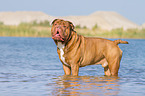 badende Renascence Bulldogge