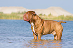 badende Renascence Bulldogge