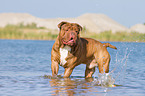 badende Renascence Bulldogge