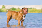 badende Renascence Bulldogge