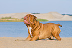 Renascence Bulldogge