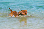 schwimmender Renascence Bulldog