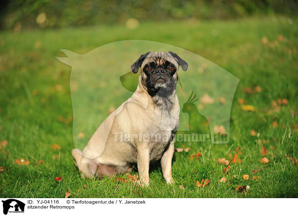 sitzender Retromops / sitting retropug / YJ-04116