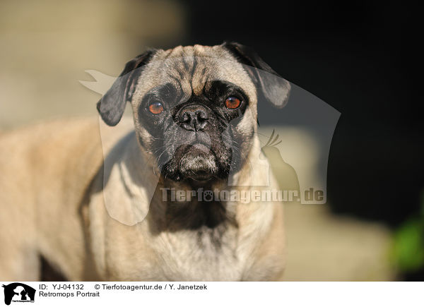 Retromops Portrait / retropug portrait / YJ-04132