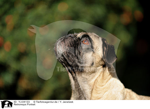 Retromops Portrait / retropug portrait / YJ-04133