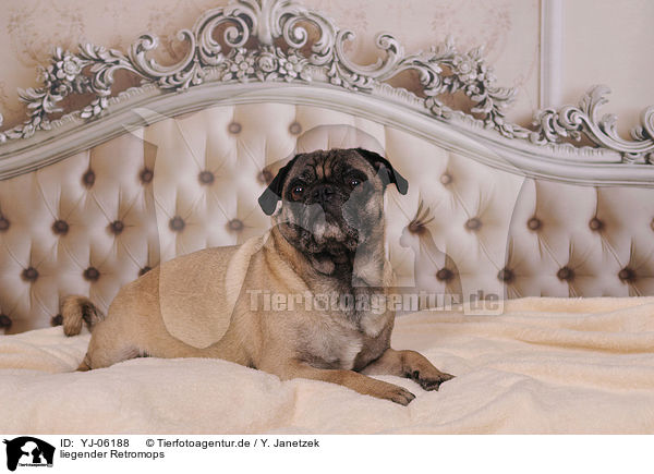 liegender Retromops / lying retro pug / YJ-06188