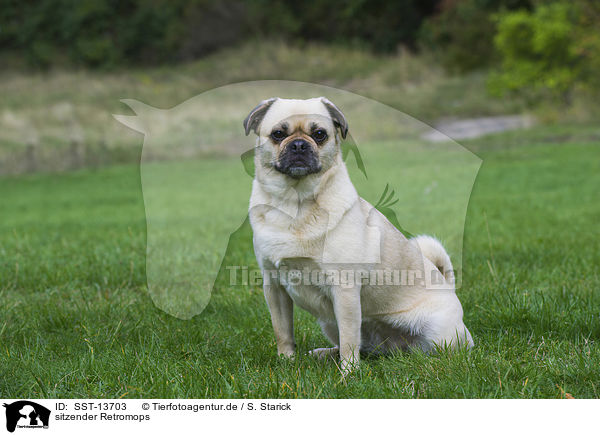 sitzender Retromops / sitting retropug / SST-13703