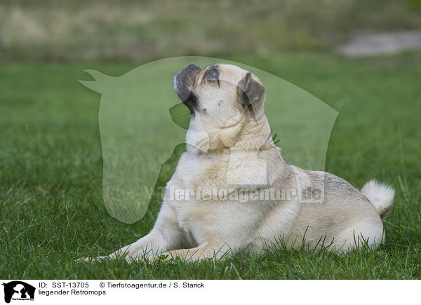 liegender Retromops / lying retropug / SST-13705
