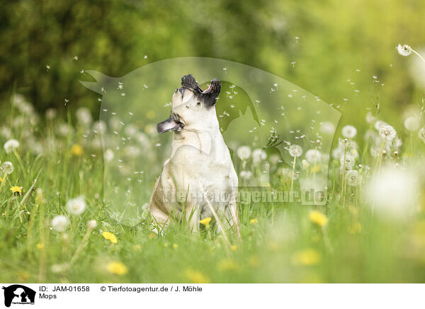 Mops / pug / JAM-01658