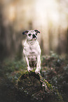 Retromops