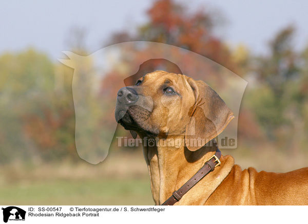 Rhodesian Ridgeback Portrait / Rhodesian Ridgeback Portrait / SS-00547
