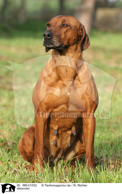 sitzender / sitting Rhodesian Ridgeback / RR-01052
