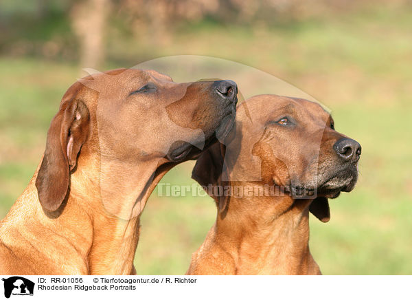 Rhodesian Ridgeback Portraits / Rhodesian Ridgeback Portraits / RR-01056