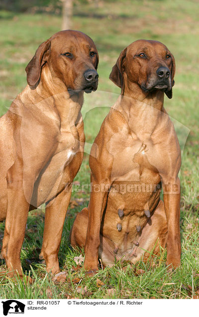 sitzende / sitting Rhodesian Ridgebacks / RR-01057