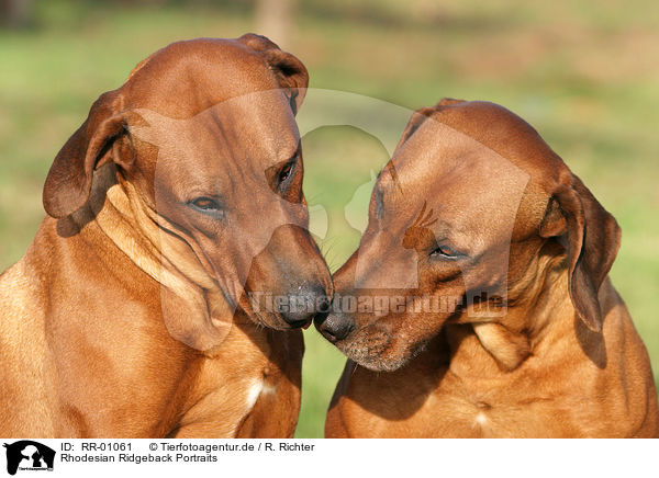 Rhodesian Ridgeback Portraits / Rhodesian Ridgeback Portraits / RR-01061