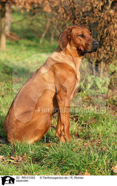sitzender / sitting Rhodesian Ridgeback / RR-01062