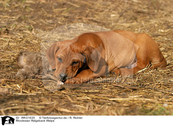 Rhodesian Ridgeback Welpe / Puppy / RR-01635