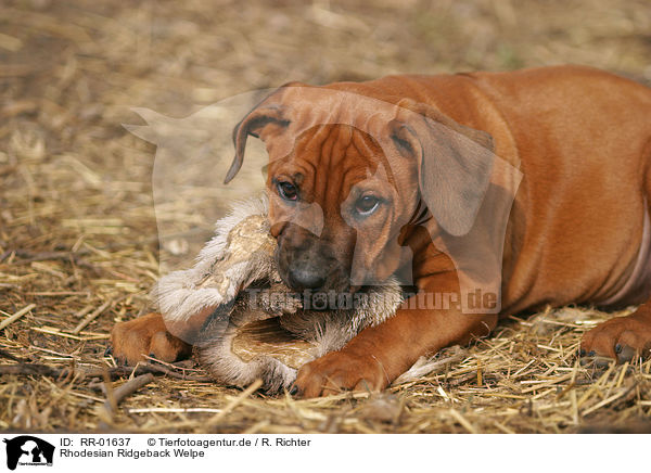 Rhodesian Ridgeback Welpe / RR-01637