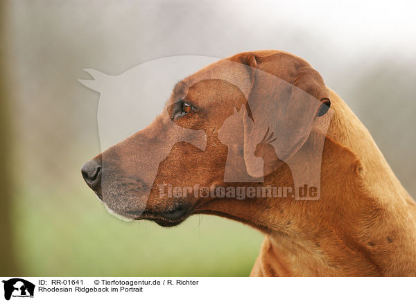 Rhodesian Ridgeback im Portrait / Rhodesian Ridgeback Portrait / RR-01641