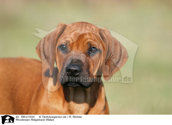 Rhodesian Ridgeback Welpe / Puppy / RR-01644