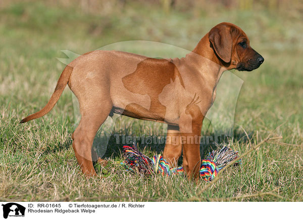 Rhodesian Ridgeback Welpe / Puppy / RR-01645